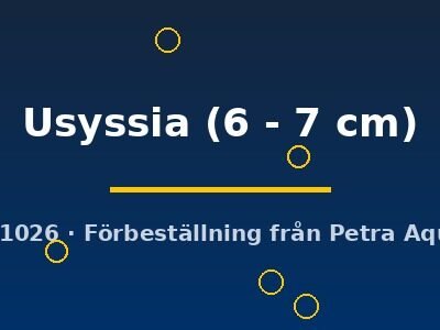 Usyssia (6 - 7 cm)