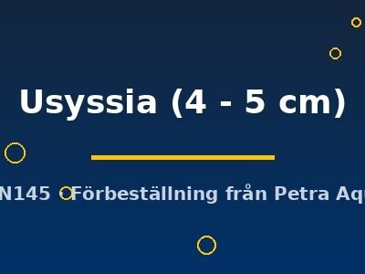 Usyssia (4 - 5 cm)