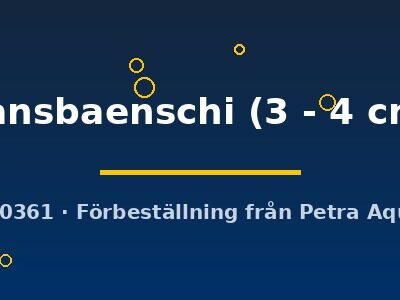 hansbaenschi (3 - 4 cm)
