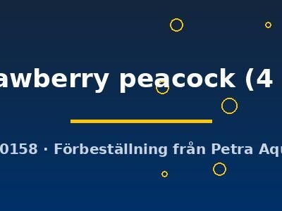 sp. strawberry peacock (4 - 5 cm)