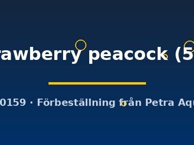 sp. strawberry peacock (5-6 cm)