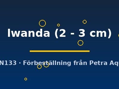 lwanda (2 - 3 cm)