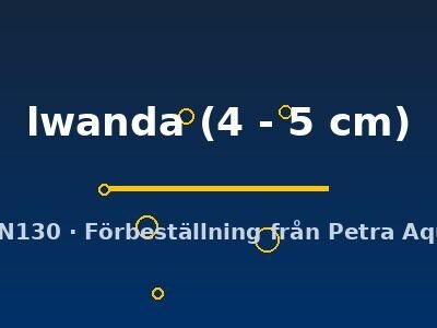 lwanda (4 - 5 cm)
