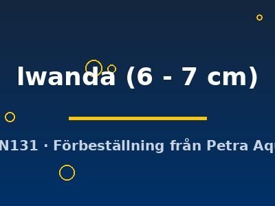 lwanda (6 - 7 cm)