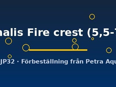virginalis Fire crest (5,5-7 cm)