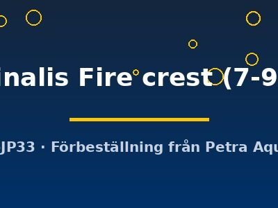 virginalis Fire crest (7-9 cm)