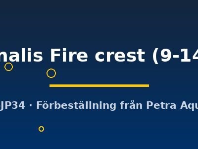 virginalis Fire crest (9-14 cm)
