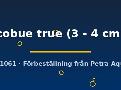 cobue true (3 - 4 cm)