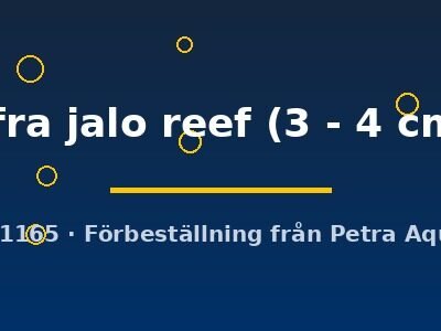 Cynotilapia afra jalo reef 3–4 cm