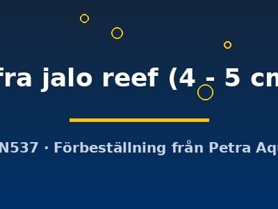 Cynotilapia afra jalo reef 4–5 cm