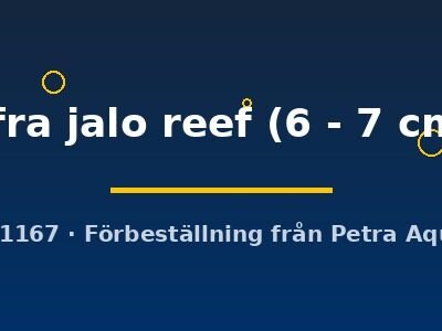 Cynotilapia afra jalo reef 6–7 cm