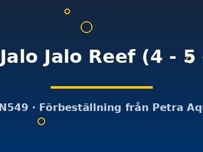 sp. Jalo Jalo Reef (4 - 5 cm)