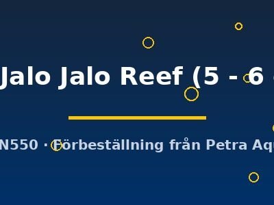 sp. Jalo Jalo Reef (5 - 6 cm)