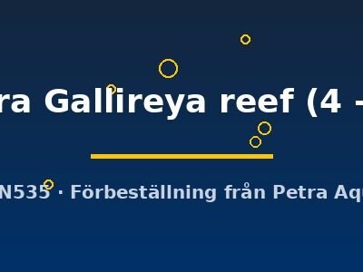 sp. hara Gallireya reef (4 - 5 cm)