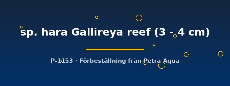 petra-ph-175528 Cynotilapia sp. hara Gallireya reef 3–4 cm