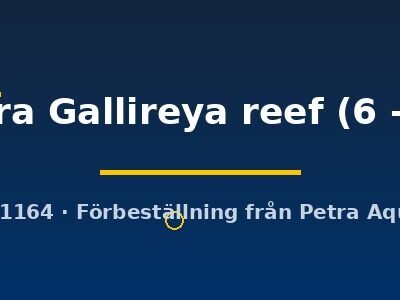 sp. hara Gallireya reef (6 - 7 cm)