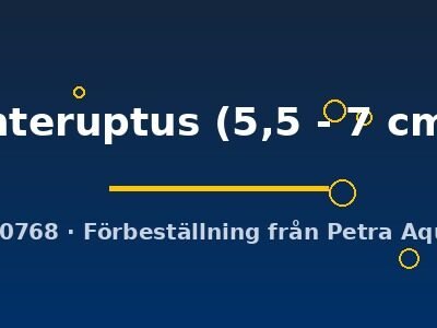 interuptus (5,5 - 7 cm)