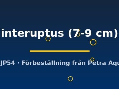 interuptus (7-9 cm)