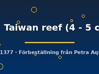 Protomelas sp. Taiwan reef 4–5 cm