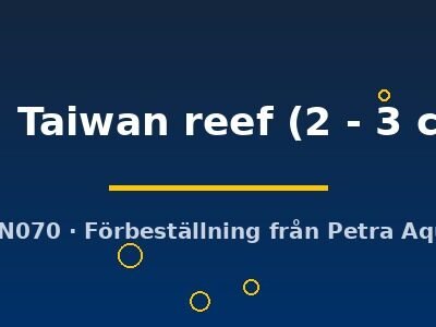 Protomelas sp. Taiwan reef 2–3 cm