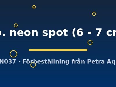 sp. neon spot (6 - 7 cm)