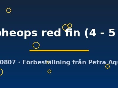 tropheops red fin (4 - 5 cm)