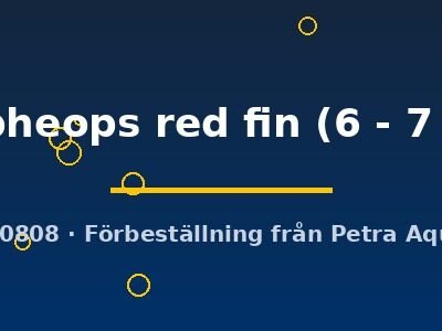 tropheops red fin (6 - 7 cm)