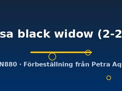 Cyphotilapia frontosa black widow 2–2,5 cm