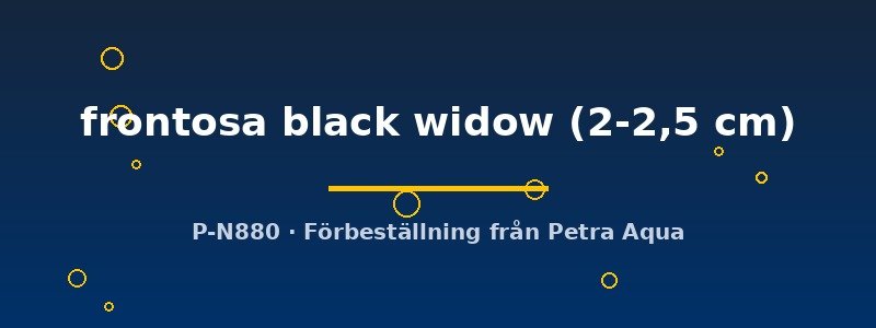 petra-ph-176243 Cyphotilapia frontosa black widow 2–2,5 cm