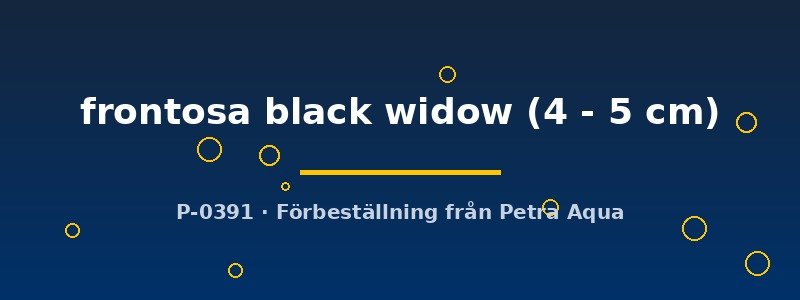 petra-ph-176244 Cyphotilapia frontosa black widow 4–5 cm