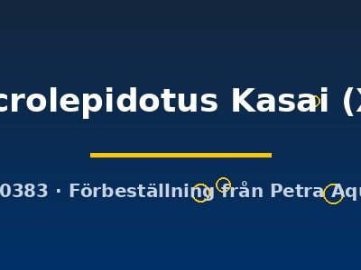 microlepidotus Kasai (XL)