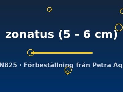 zonatus (5 - 6 cm)