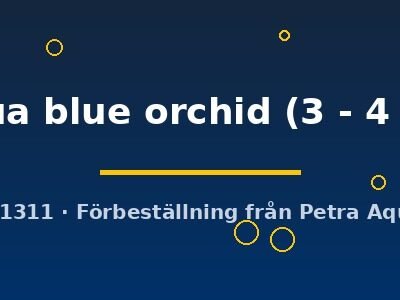 Livua blue orchid (3 - 4 cm)