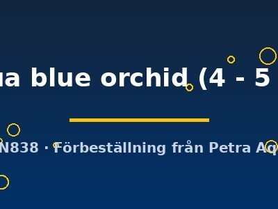 Livua blue orchid (4 - 5 cm)