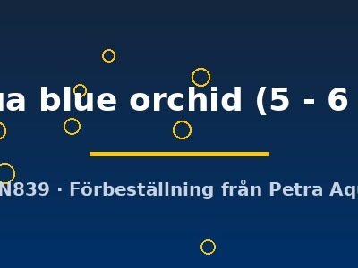 Livua blue orchid (5 - 6 cm)