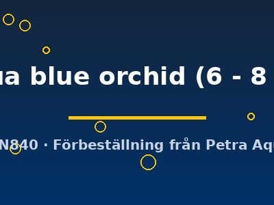Livua blue orchid (6 - 8 cm)