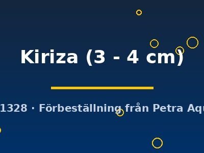 Kiriza (3 - 4 cm)