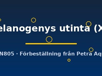 melanogenys utinta (XL)