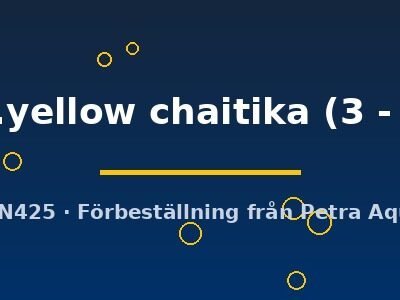 Lamprologus comp.yellow chaitika 3–4 cm
