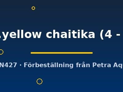 Lamprologus comp.yellow chaitika 4–5 cm
