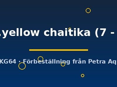 Lamprologus comp.yellow chaitika 7–9 cm
