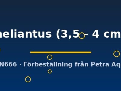 heliantus (3,5 - 4 cm)