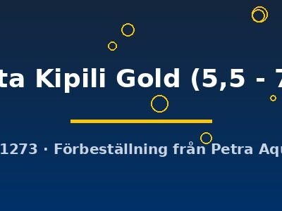 nasuta Kipili Gold (5,5 - 7 cm)