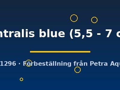 ventralis blue (5,5 - 7 cm)