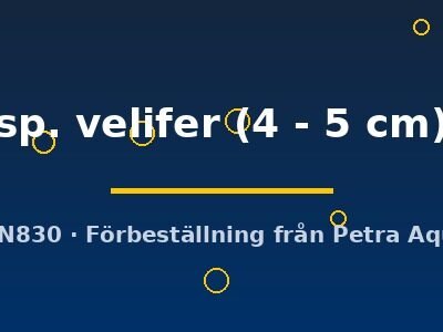 sp. velifer (4 - 5 cm)