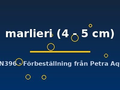 marlieri (4 - 5 cm)