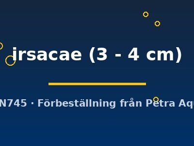 irsacae (3 - 4 cm)