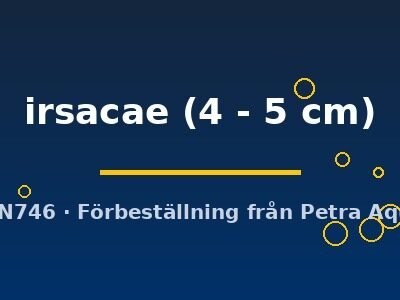 irsacae (4 - 5 cm)