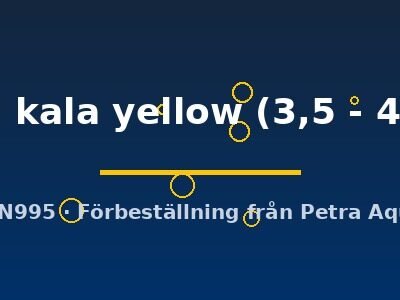 moorii kala yellow (3,5 - 4,5 cm)
