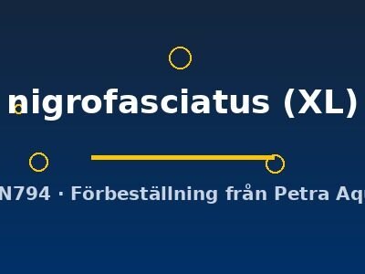 nigrofasciatus (XL)
